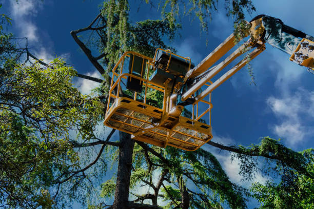 How Our Tree Care Process Works  in Labarque Creek, MO